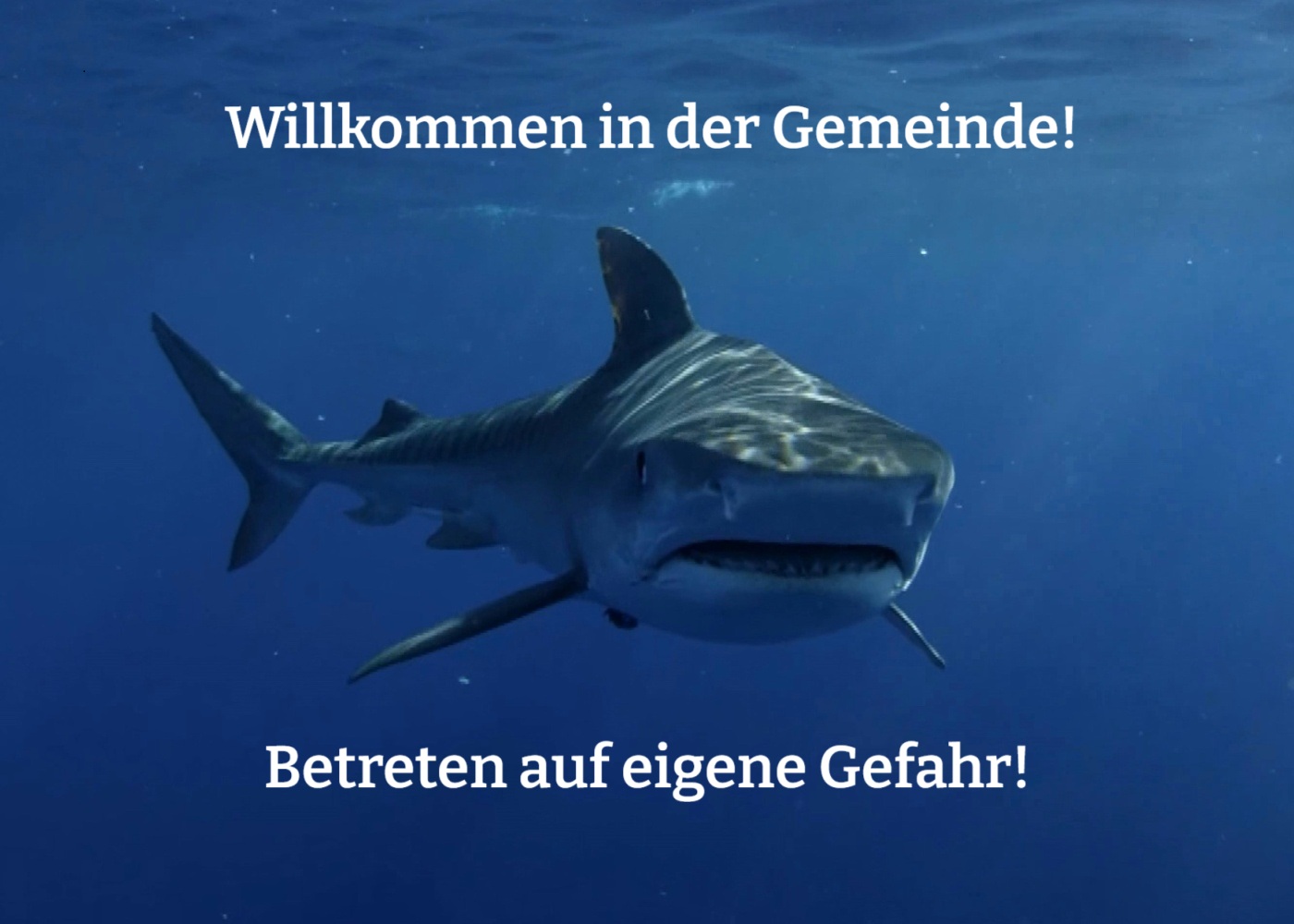 haifischbecken haifischbecken